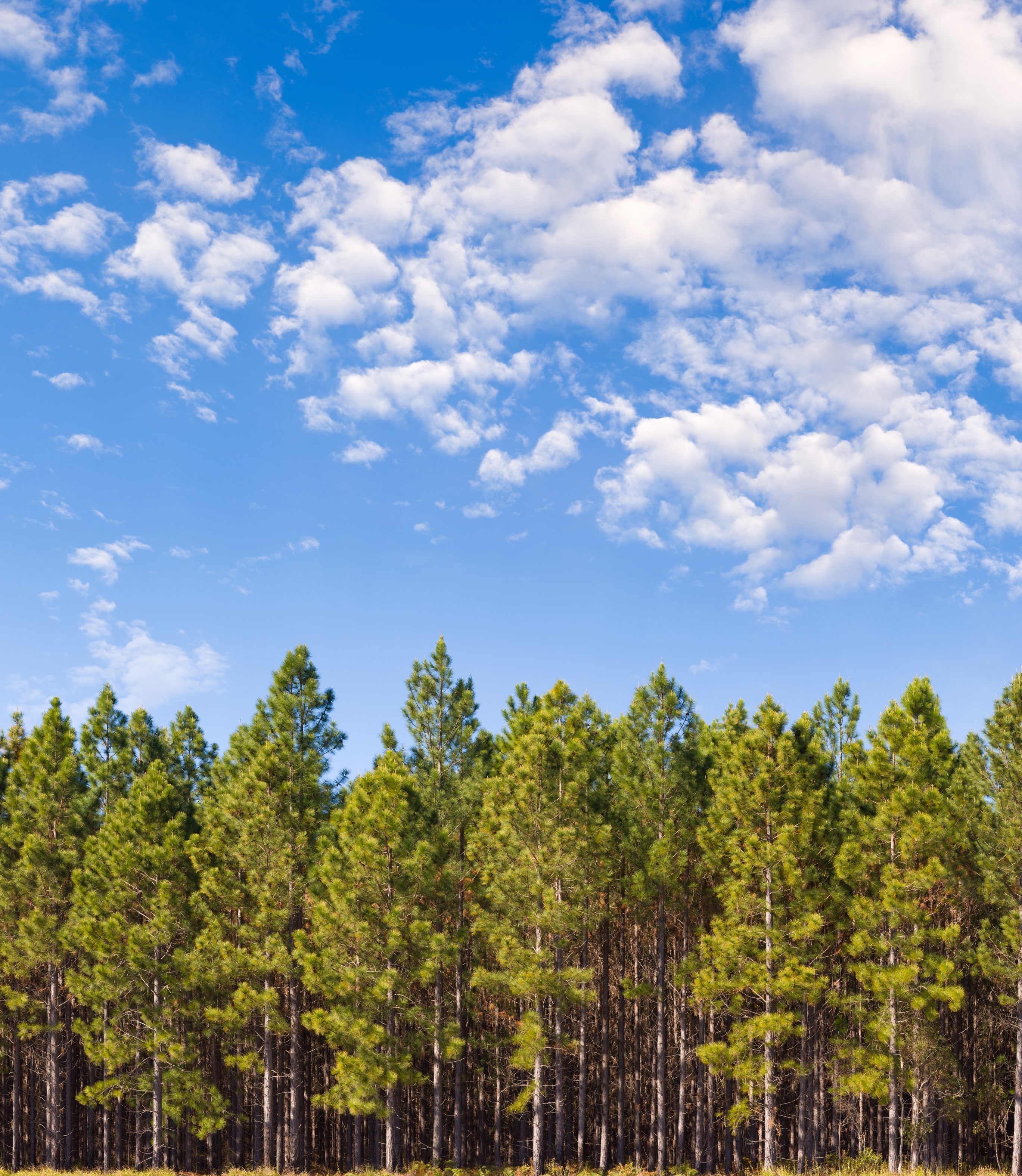 Pine Plantation XXL - 150 Megapixel